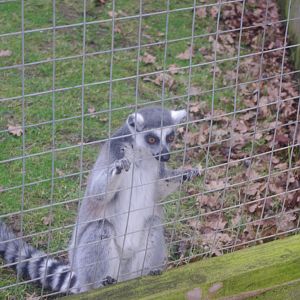 Ring-Tailed Lemur- Hamerton Zoo Park 6/3/2022