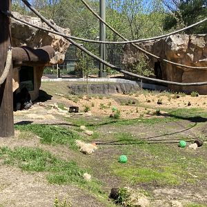 Gorilla Grove Getting Greener