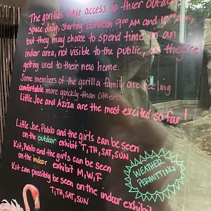 Gorilla Rotation Schedule