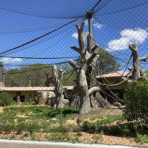 Gorilla Grove Getting Greener