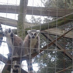 Ring-Tailed Lemurs- Hamerton Zoo Park 6/3/2022