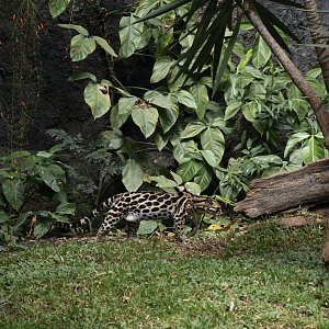 Margay (Leopardus wiedii)