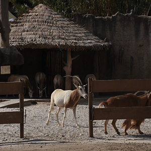 Scimitar-horned oryx (Oryx dammah)