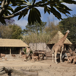 African Savannah area