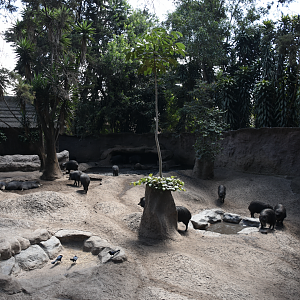 White-lipped peccary exhibit (Tayassu pecari)