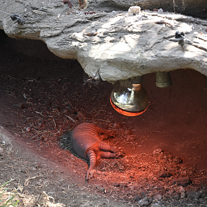 Nine-banded Armadillo (Dasypus novemcinctus)