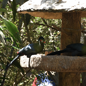 White-cheeked turaco (Menelikornis leucotis)