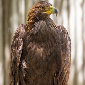 Golden Eagle