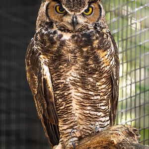 Great Horned Owl