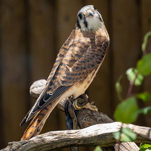 American Kestrel