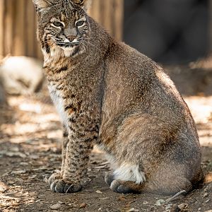 Bobcat