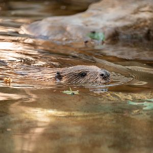 American Beaver