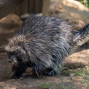 North American Porcupine