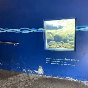 Bristol Zoo Seal and Penguin Coasts