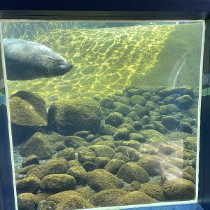 Bristol Zoo Seal and Penguin Coasts