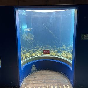 Bristol Zoo Seal and Penguin Coasts