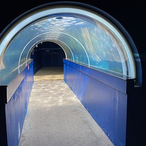 Bristol Zoo Seal and Penguin Coasts