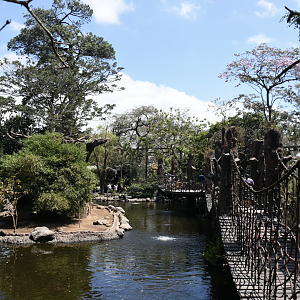 Lemur island and swan lake