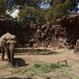 Asian Elephant and Blackbuck exhibit