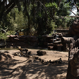 African Wild Dog exhibit