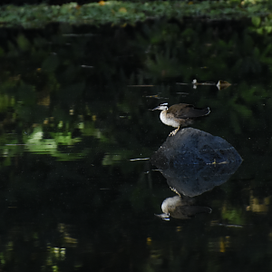 Sungrebe (Heliornis fulica)