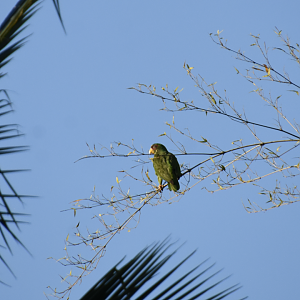 white-fronted amazon (Amazona albifrons)