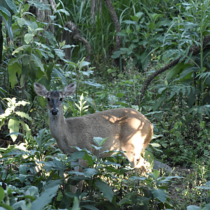 white-tailed deer (Odocoileus virginianus)