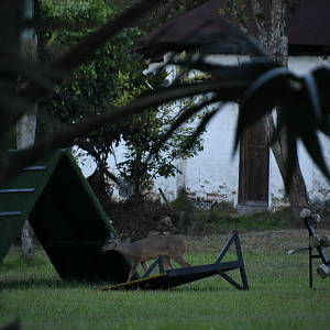 white-tailed deer (Odocoileus virginianus)