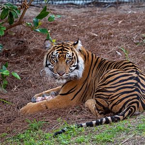 Anala - Sumatran Tiger