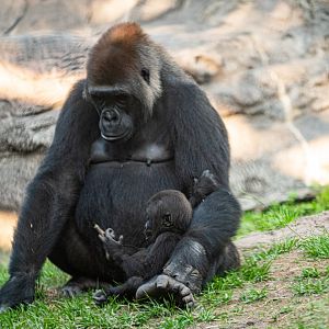 Azizi and Ada - Western Lowland Gorillas