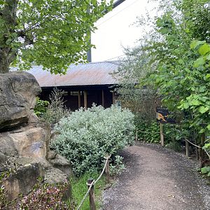 Bristol Zoo Tree Kangaroos of Papua New Guinea