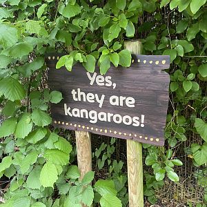 Bristol Zoo Tree Kangaroos of Papua New Guinea