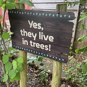 Bristol Zoo Tree Kangaroos of Papua New Guinea