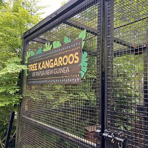 Bristol Zoo Tree Kangaroos of Papua New Guinea