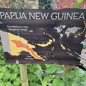 Bristol Zoo Tree Kangaroos of Papua New Guinea