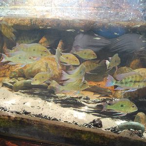 Universeum - The Rain Forest