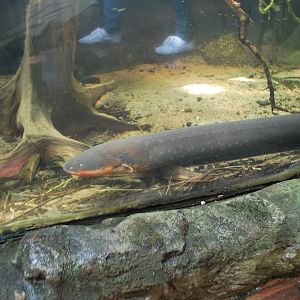 Universeum - The Rain Forest