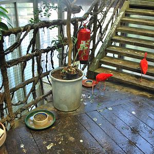 Universeum - The Rain Forest