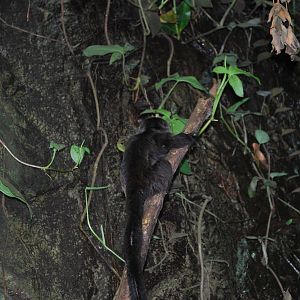 Universeum - The Rain Forest