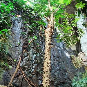 Universeum - The Rain Forest