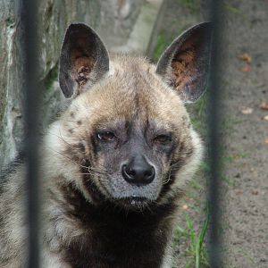 Striped Hyaena at Krakow 08/09/2008