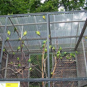 Nanday Conure flock at Krakow 08/09/2008