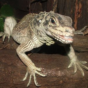 Philippine Sailfin Lizard at Krakow 08/09/2008