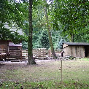 Mishmi Takin enclosure at Krakow 08/09/2008