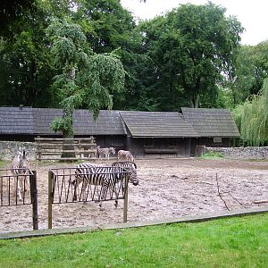 Zebra paddock at Krakow 08/09/2008