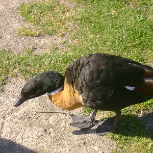 Australian Shelduck