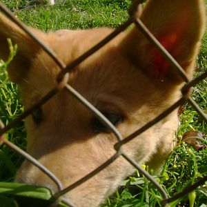 Dingo pup.