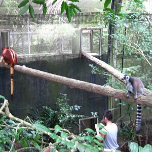 Odd neighbours, Fragile Forest -Singapore Zoo