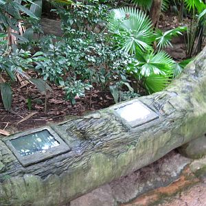 Rotting Log display, Fragile Forest - Singapore Zoo