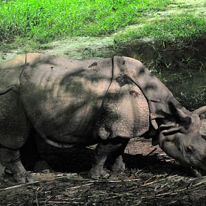 indian rhino